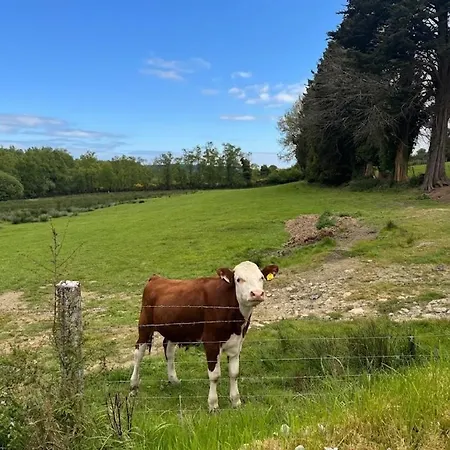 Birch Valley Wicklow * Tinahely